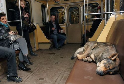dog moscow subway